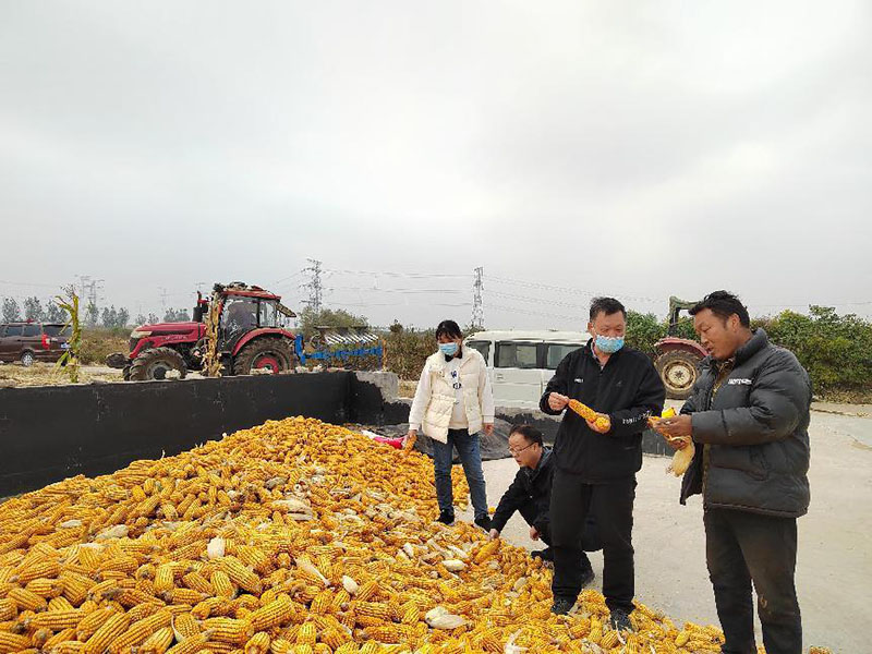 汤阴韩庄：“星光闪耀”照亮乡村振兴路