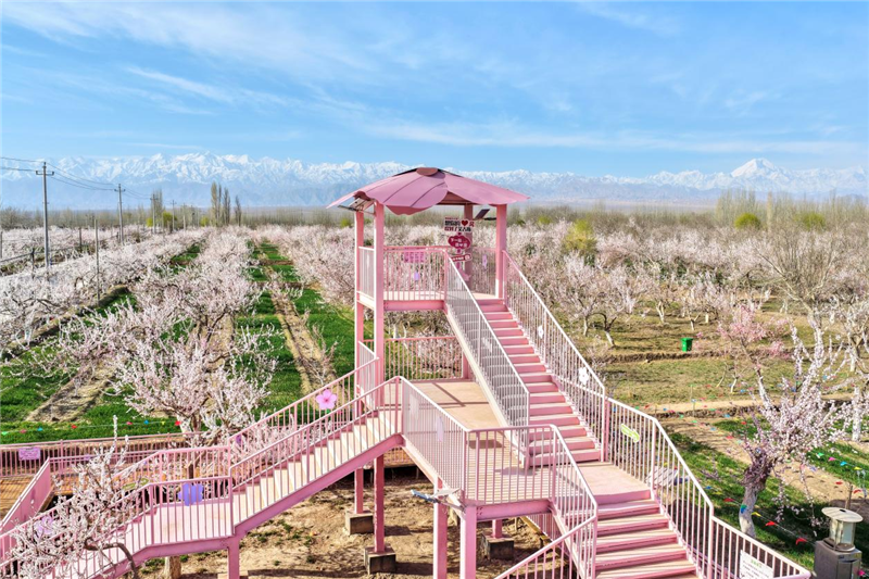 ɽ�����ء�������ʲ|2026��ʲ���ͻ����μ�ϵ�л��Ӣ��ɳ��ʢ����Ļ