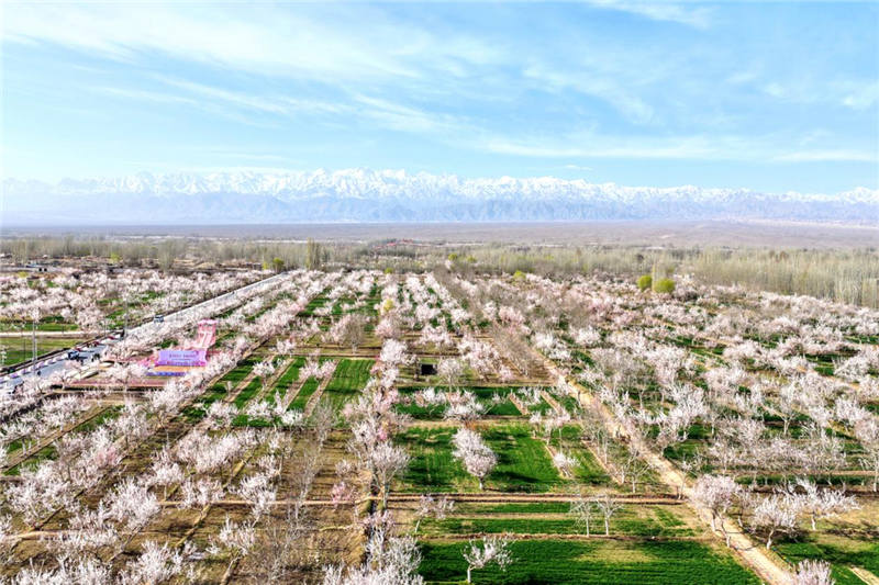 ɽ�����ء�������ʲ|2026��ʲ���ͻ����μ�ϵ�л��Ӣ��ɳ��ʢ����Ļ